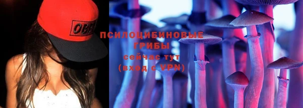 крисы Бородино