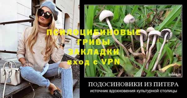 крисы Бородино